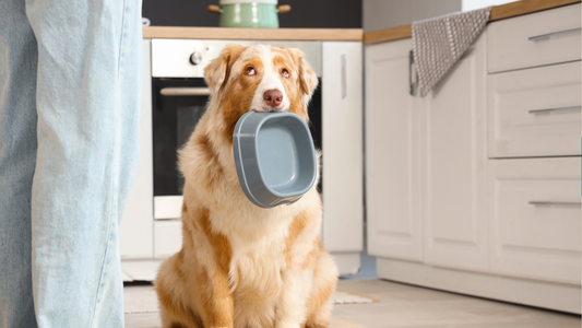 Lo que nadie te dijo sobre la comida de tu mascota