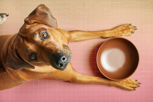 ¿Cuál es la mejor comida balanceada para tu perro?