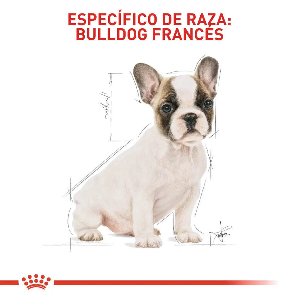 Alimento para perro Royal Canin Bulldog Frances Junior