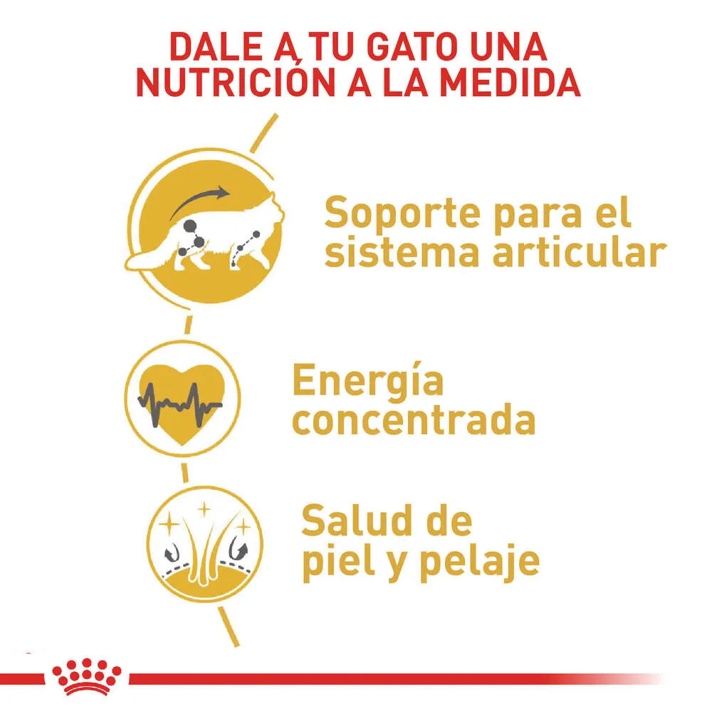 Alimento para gato Royal Canin Maine Coon Adulto