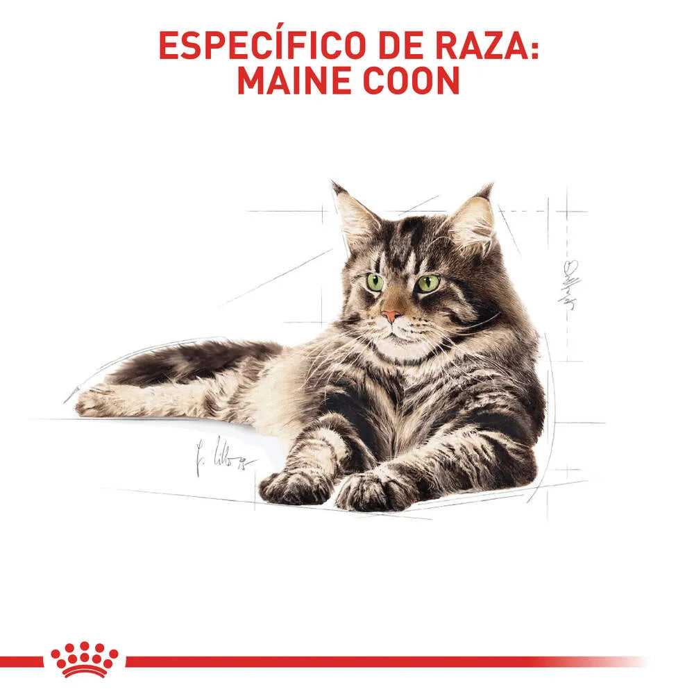Alimento para gato Royal Canin Maine Coon Adulto