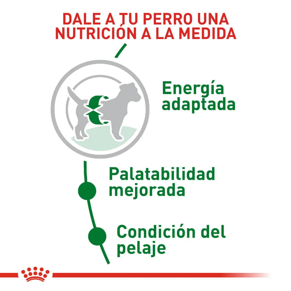 Alimento para perro Royal Canin Mini Adulto