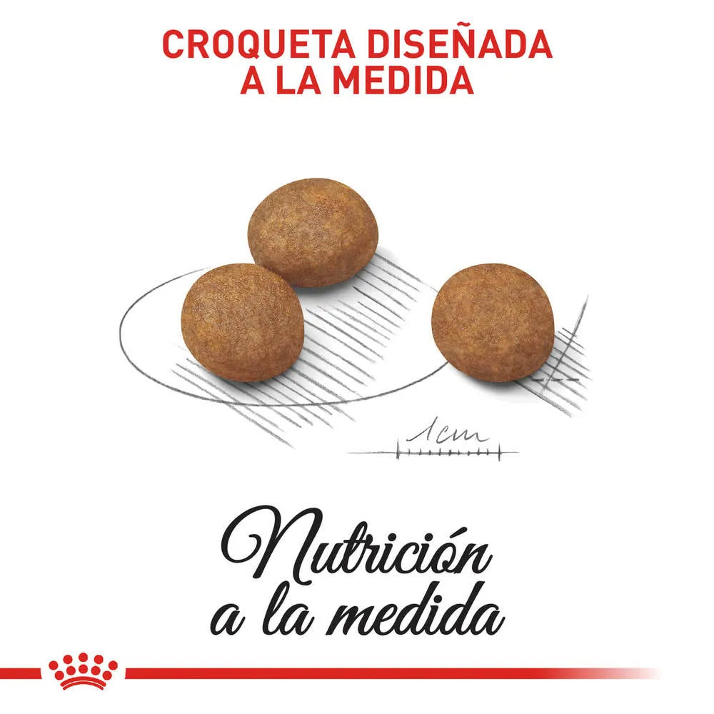 Alimento para perro Royal Canin Maxi Junior