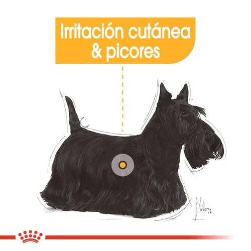 Alimento Para Perro Royal Canin Mini Dermacomfort
