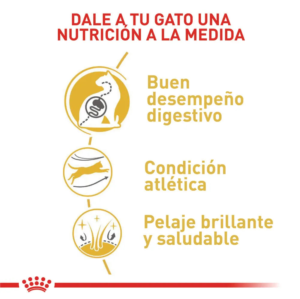 Alimento Para Gato Royal Canin Bengal Adult