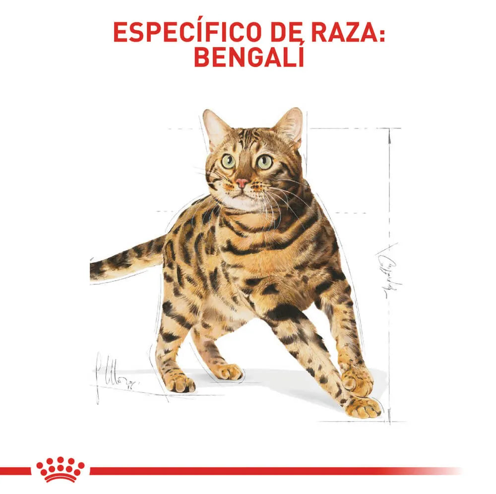 Alimento Para Gato Royal Canin Bengal Adult