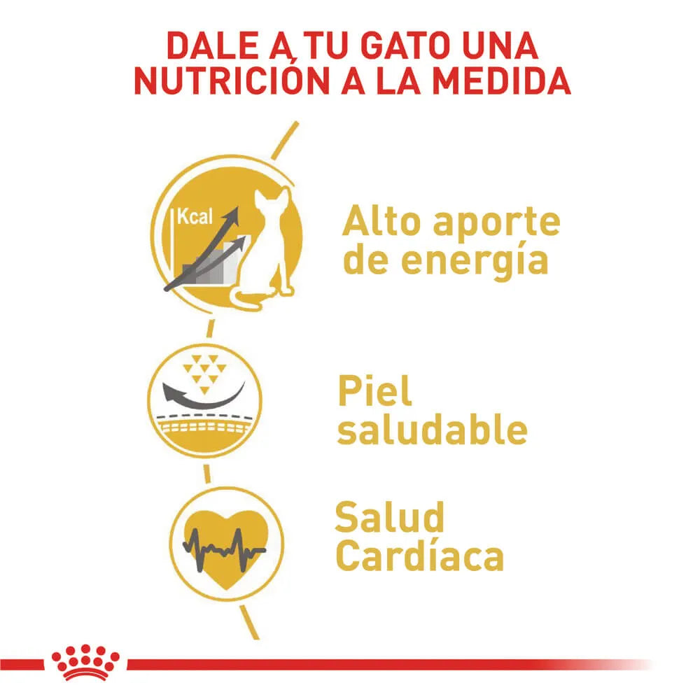 Alimento Para Gato Royal Canin Sphynx Adult