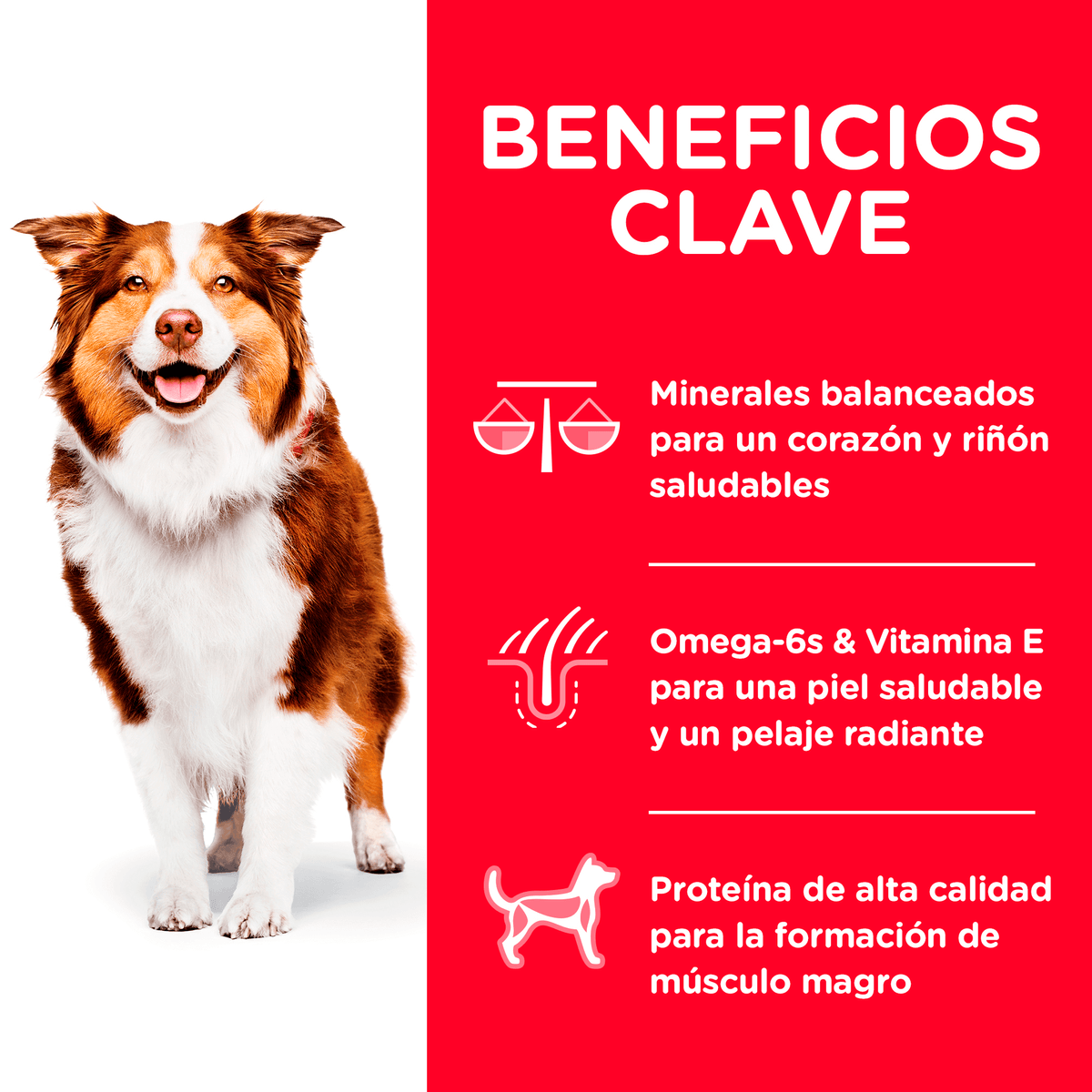 Alimento para perro Hills Canino Senior Original