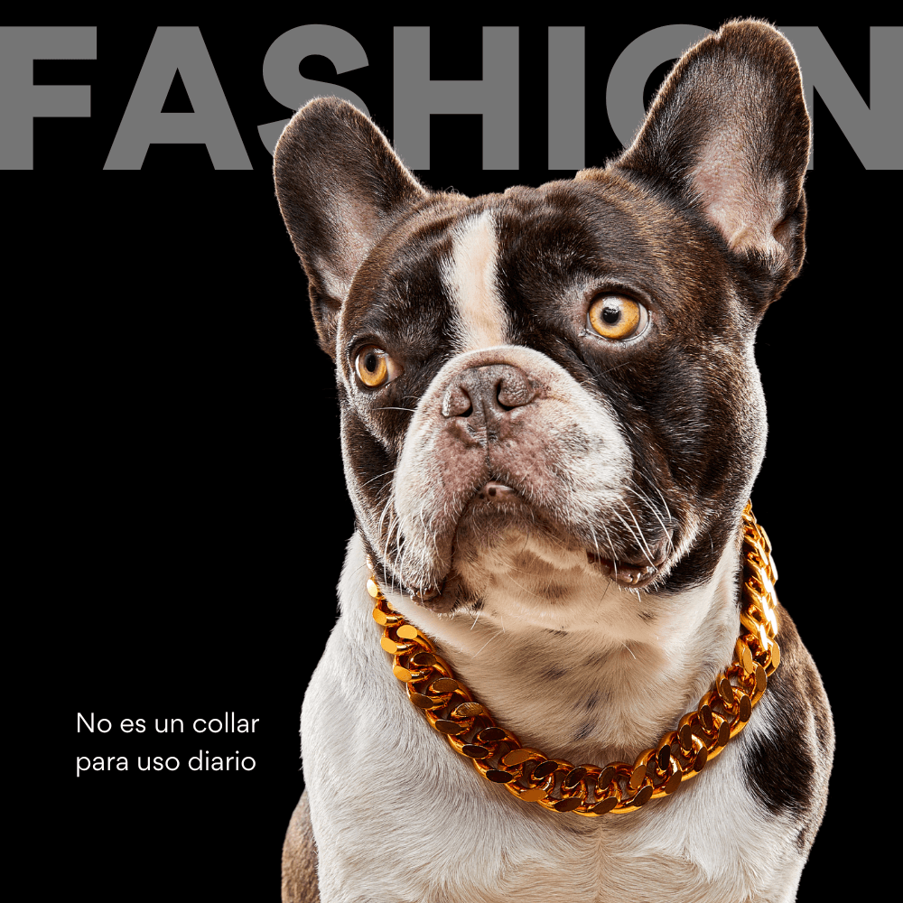 Collar Cadena Cubana Kanu Pet Dorada Para Perro y Gato