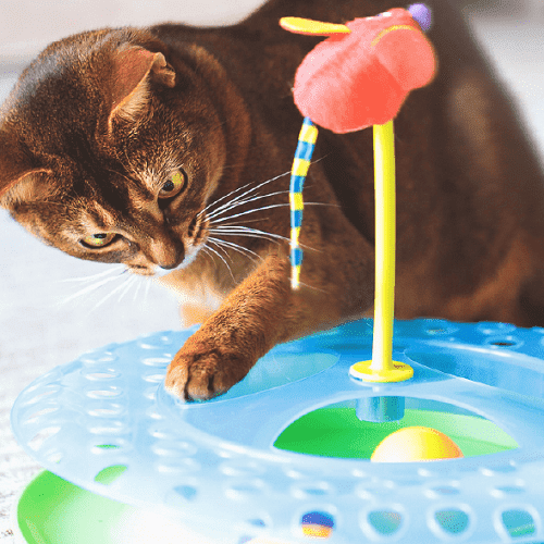 Gimnasio Gato Huecos Persecucion para gatos