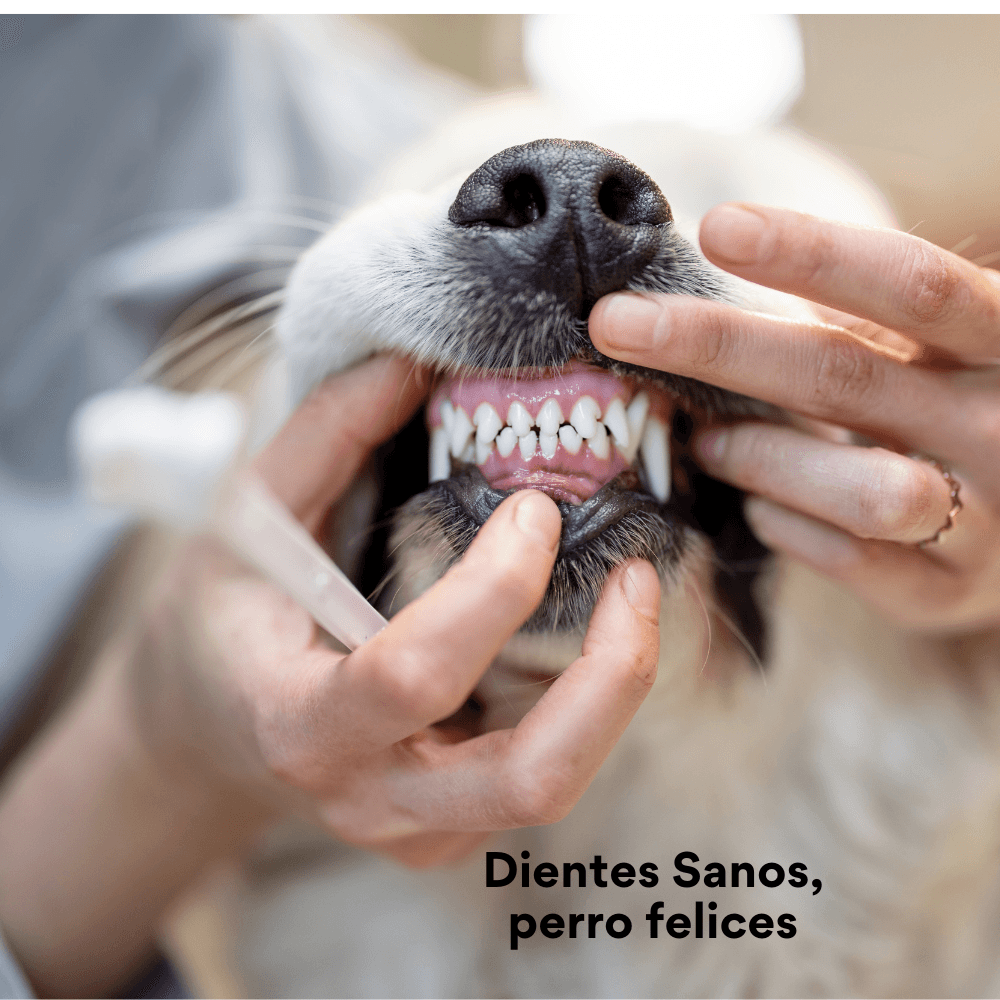 Cepillo de Dientes Ecológico Kanu Pet para Perro y Gato