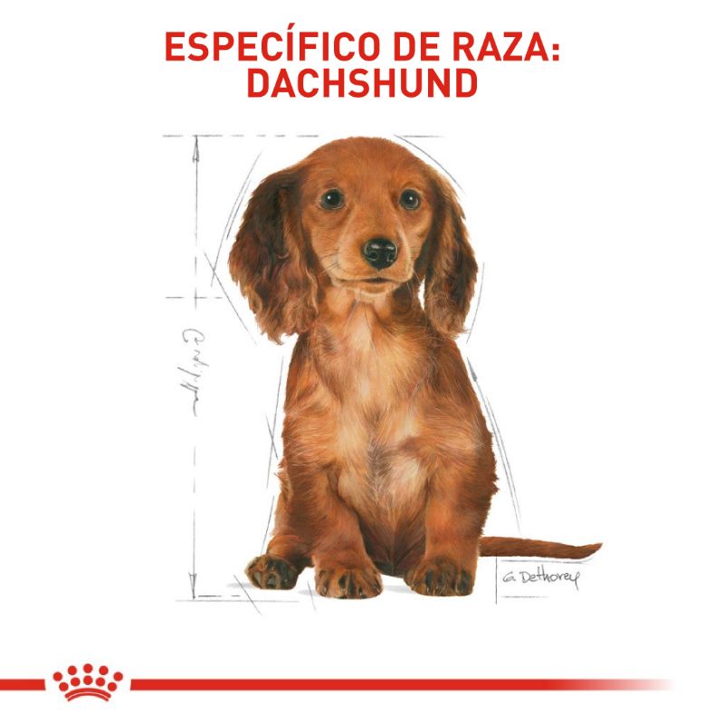 Alimento Para Perro Royal Canin Dachshund Puppy