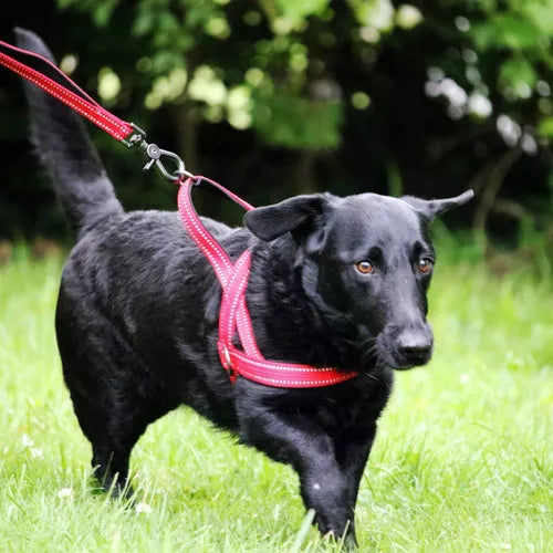 Arnes Kong Norwegian Rojo Para Perro