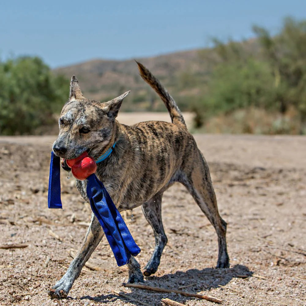 Juguete Kong Tails M Para Perro