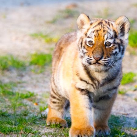 Nativo_Wild_gato_kitten-Kanu Pet