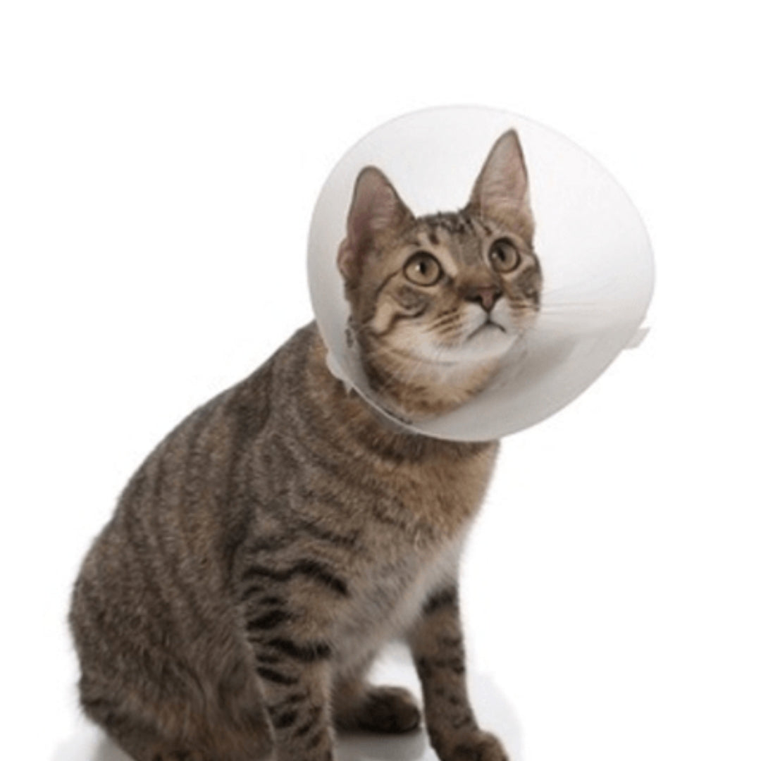 Isabelino Linevet para gatos