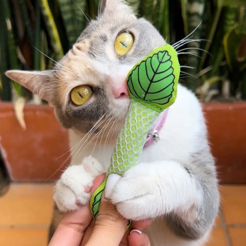 Mordedero gato palo aliento fresco para gato