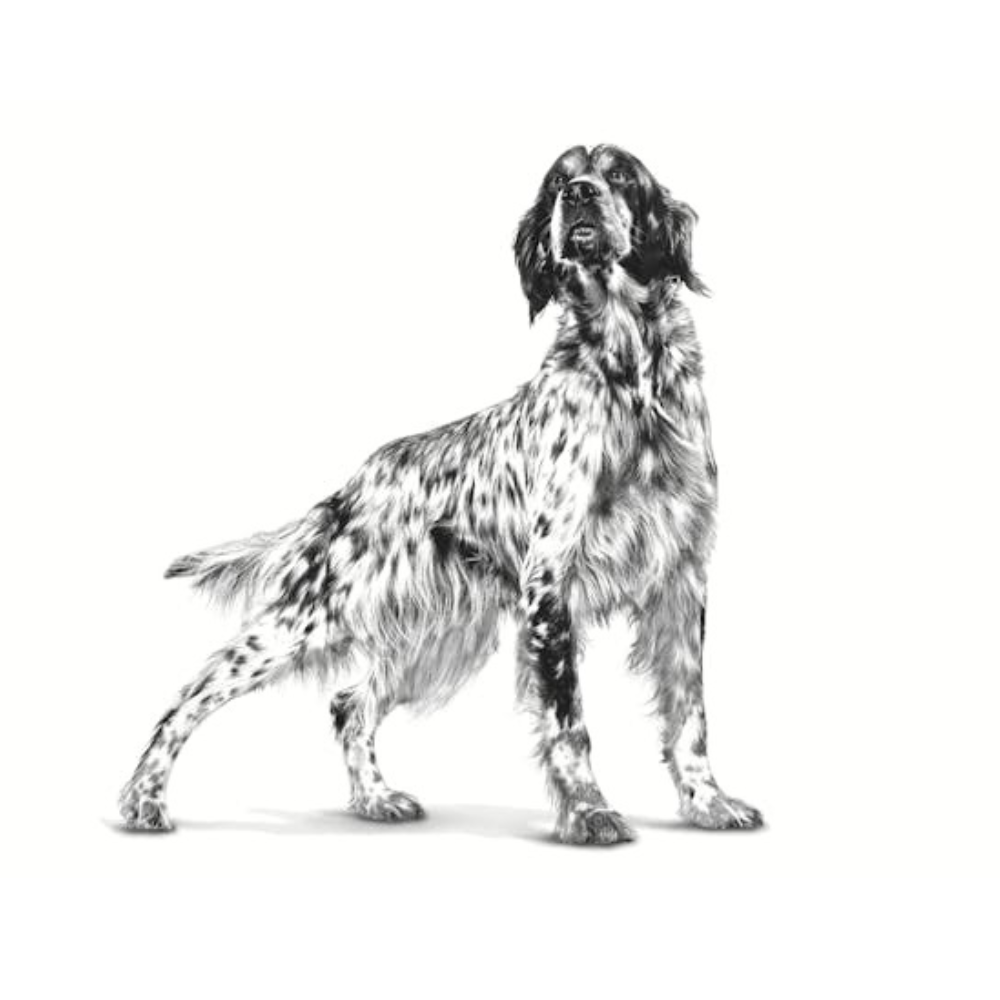 Alimento para perro Royal Canin Renal Support