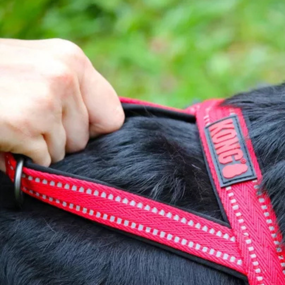 Arnes Kong Norwegian Rojo Para Perro