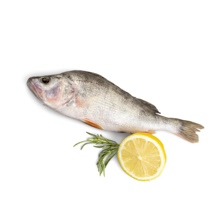 Pescado-Kanu Pet