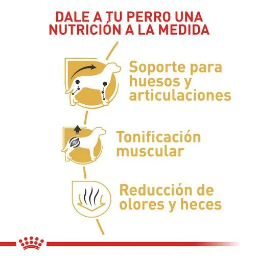 Alimento para perro Royal Canin Dachshund