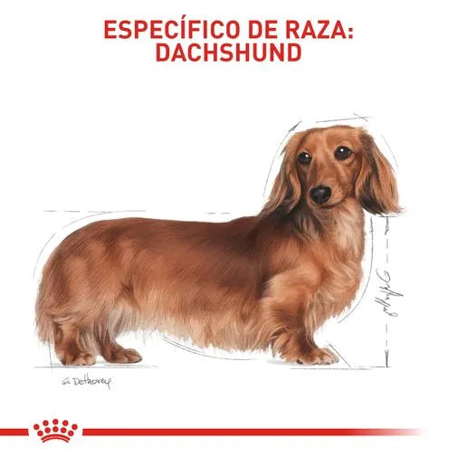 Alimento para perro Royal Canin Dachshund