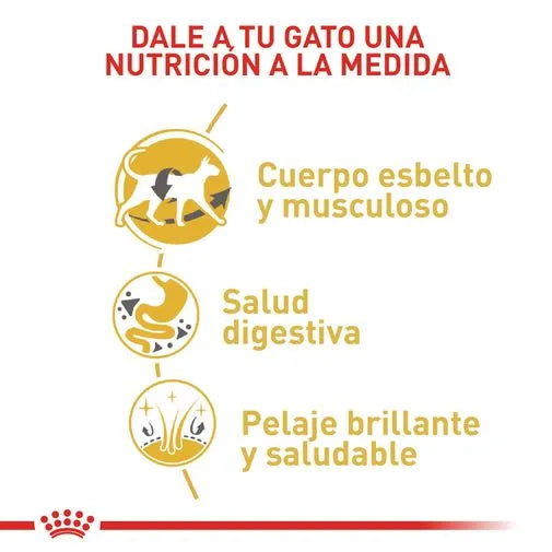 Alimento para gato Royal Canin Siames