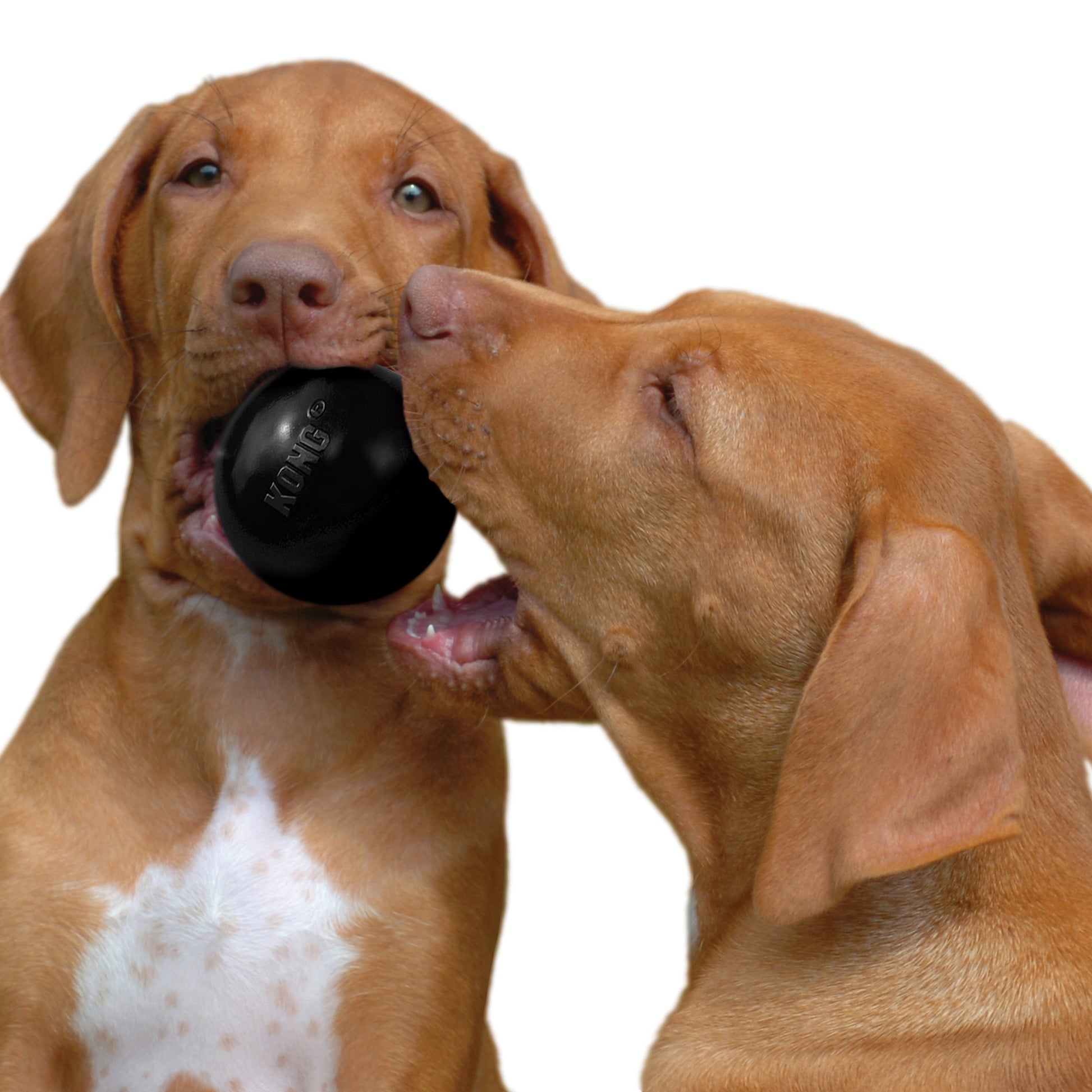 Pelota caucho kong extreme small para perro