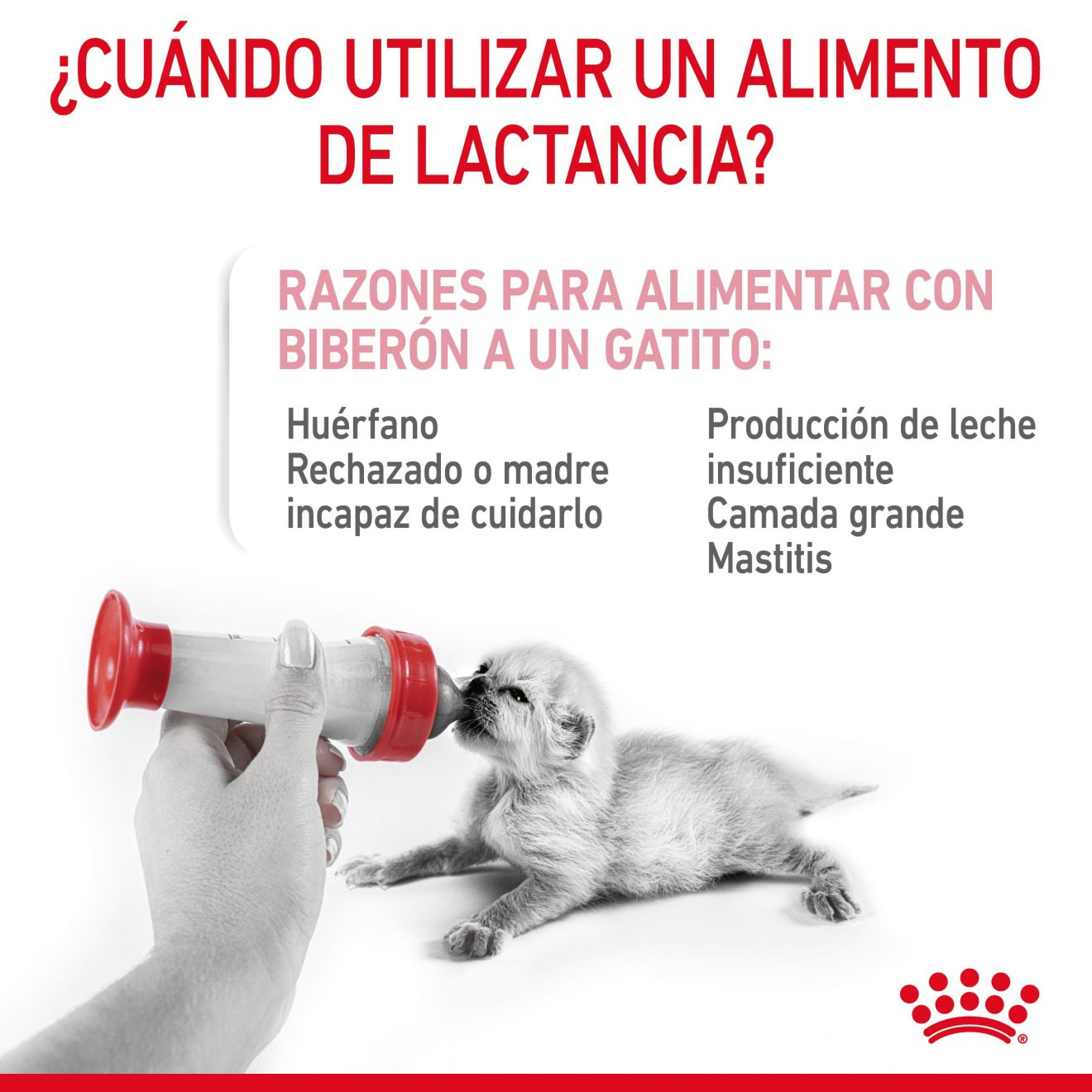 Alimento para Kitten Royal canin Babycat Milk