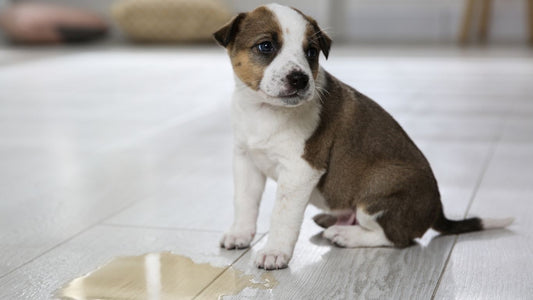 Guía completa para entrenar a tu perro a ir al baño