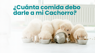 Cuanta comida debo darle a mi cachorro