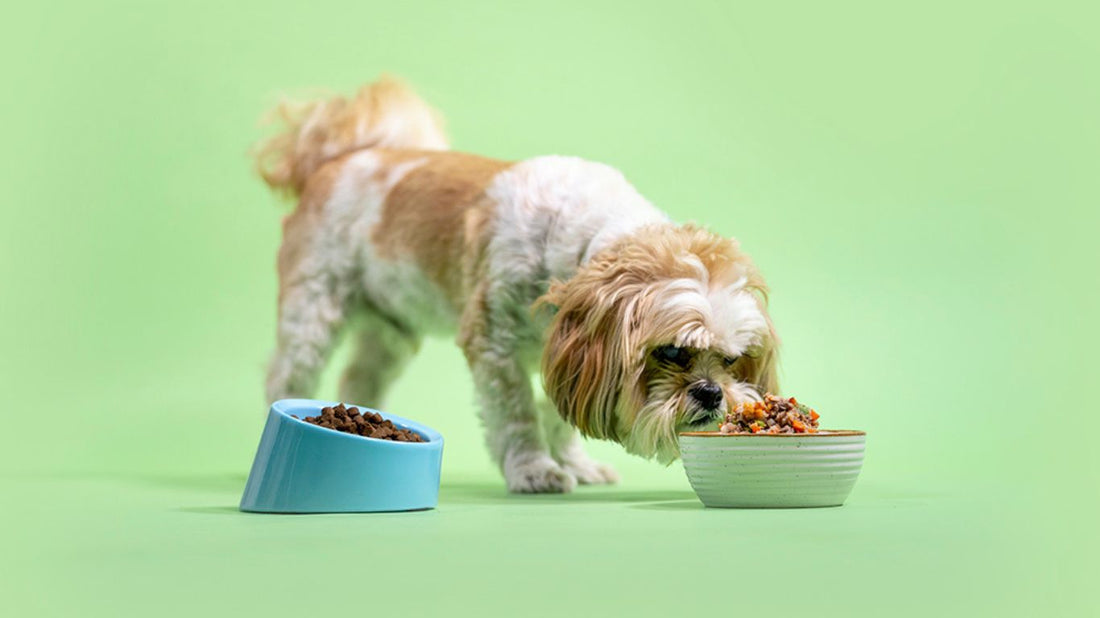¿Comida seca o húmeda para tu perro? Descubre cuál es la mejor opción-Kanu Pet