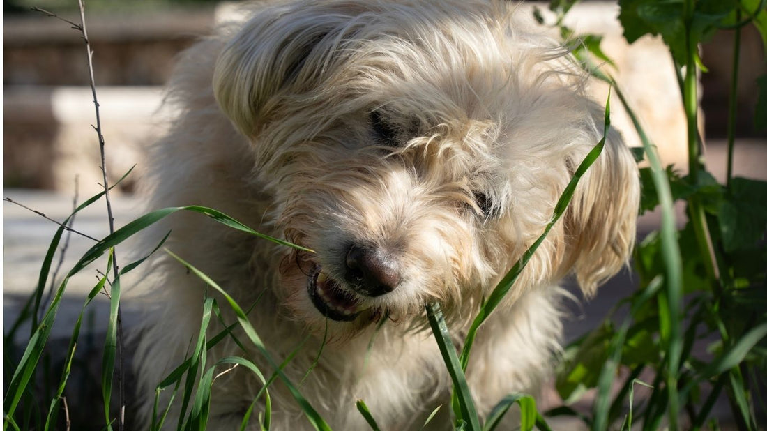 ¿Por Qué Mi Perro Come Pasto?