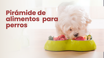 Mejor alimento para perros