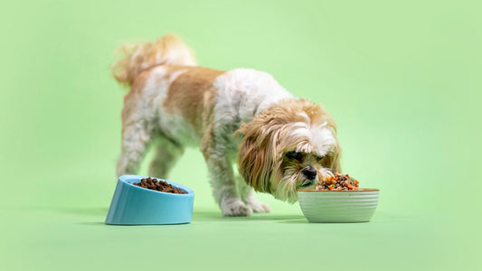 ¿Comida seca o húmeda para tu perro? Descubre cuál es la mejor opción