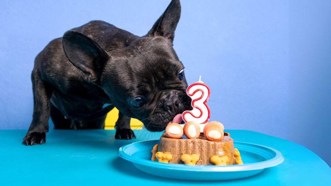 ¿Cuántos años tiene tu perro en edad humana? Descúbrelo aquí