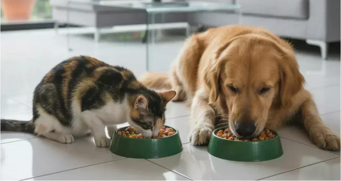 Enfermedades frecuentes en perros y gatos: cómo la alimentación puede hacer la diferencia