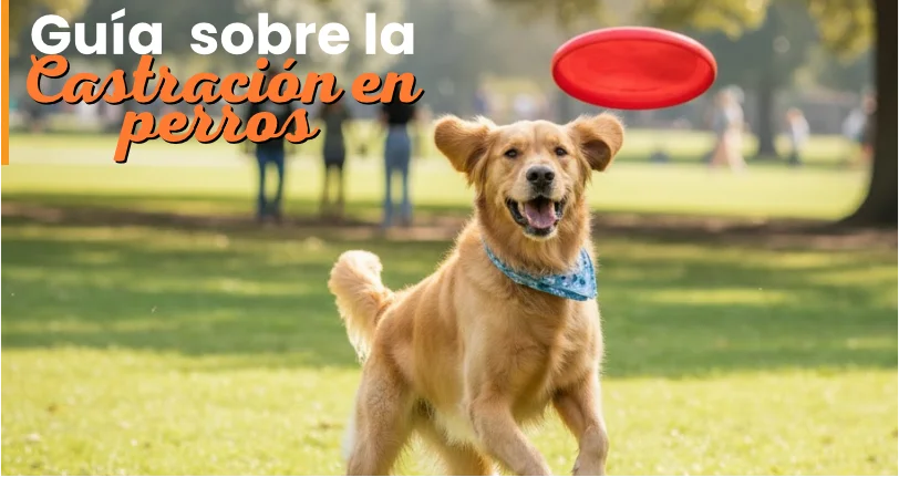Guía Gratis Castración en Machos