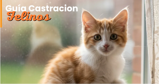 Guía Gratis Castración en Felinos