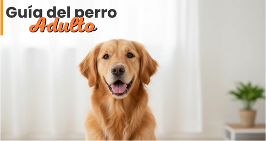 Guía Gratis del Perro Adulto