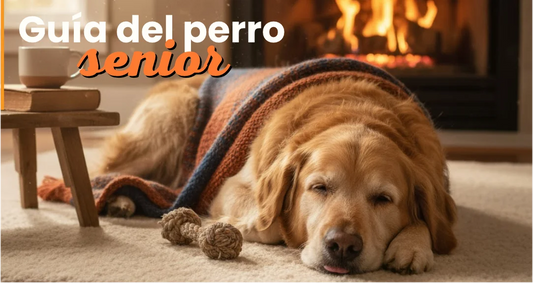 Guía Gratis Perro Senior