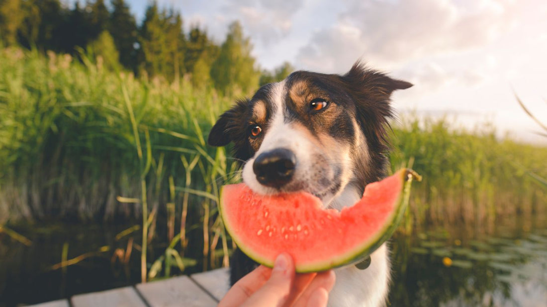 ¿Pueden los perros y gatos comer frutas? Todo lo que necesitas saber