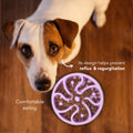 Comedero Circular Flor Antirreflujo Kanu Pet Lila para Perro y Gato