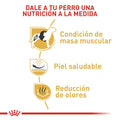 Alimento para perro Royal Canin Bulldog Frances