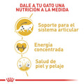 Alimento para gato Royal Canin Maine Coon Adulto