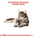 Alimento para gato Royal Canin Maine Coon Adulto