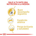 Alimento Para Gato Royal Canin Bengal Adult