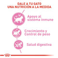 Alimento Para Gato Royal Canin Kitten Sterilised