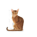 Alimento Para Gato Royal Canin Savour Exigent