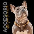 Collar Cadena Cubana Kanu Pet Dorada Para Perro y Gato